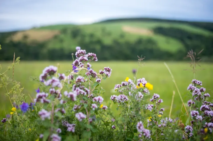 Wilder Majoran am Wegesrand in den Niederen Beskiden