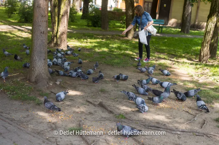 Frau, die Tauben füttert, im Park von Lesko