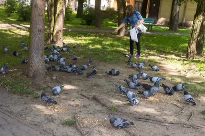 Frau, die Tauben füttert, im Park von Lesko