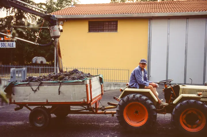 Weinernte in Marradi