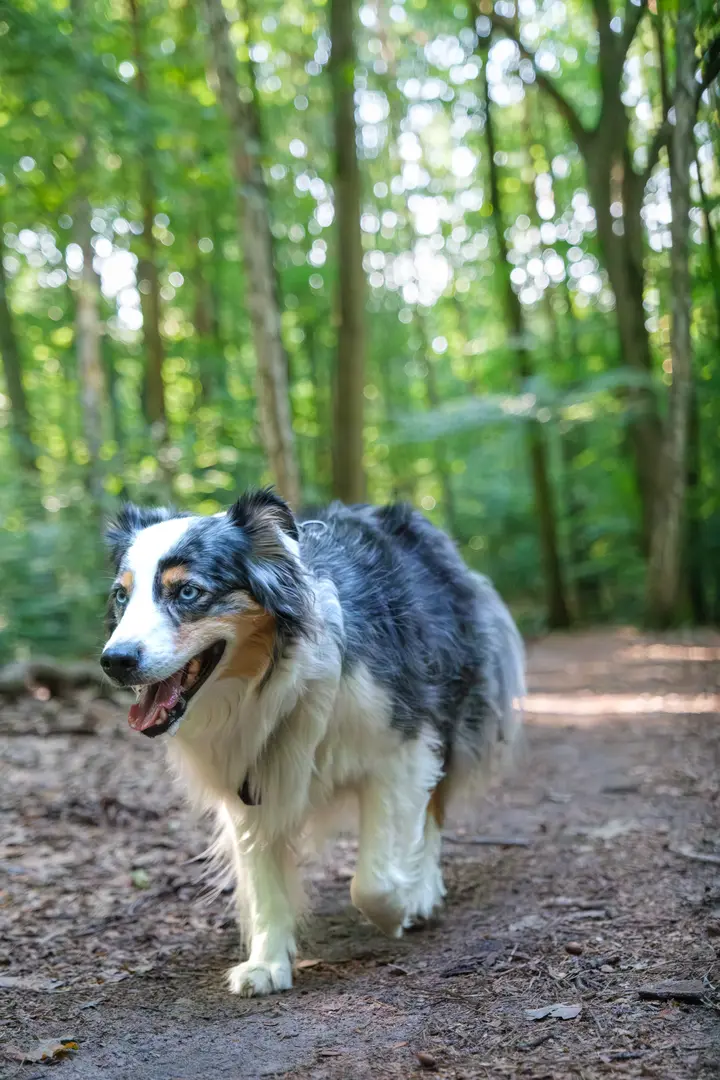 Milli trabt mit offener Schnauze über einen schattigen Waldweg, der Wald hinter ihr löst sich in weiches Bokeh auf