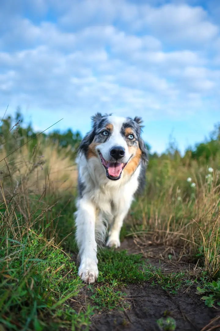Milli läuft aus Bodenperspektive fotografiert über einen Wiesenpfad, das Gesicht scharf, Gräser und Wolkenhimmel weich verschwommen
