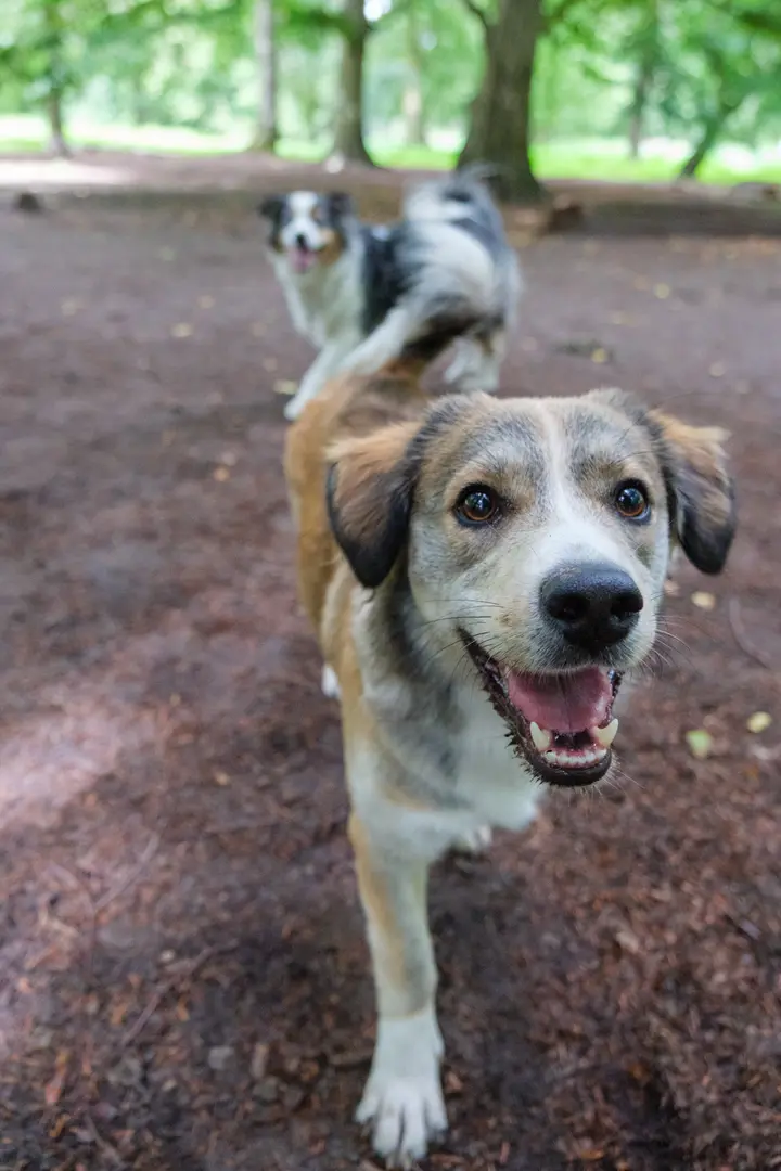 Ein Mischlingshund läuft im Wald dicht auf die Kamera zu und schaut direkt hinein, dahinter folgt Milli unscharf im Hintergrund