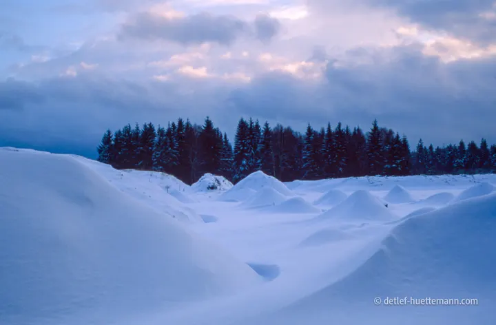 Schneewehen vor Fichten in der Dämmerung