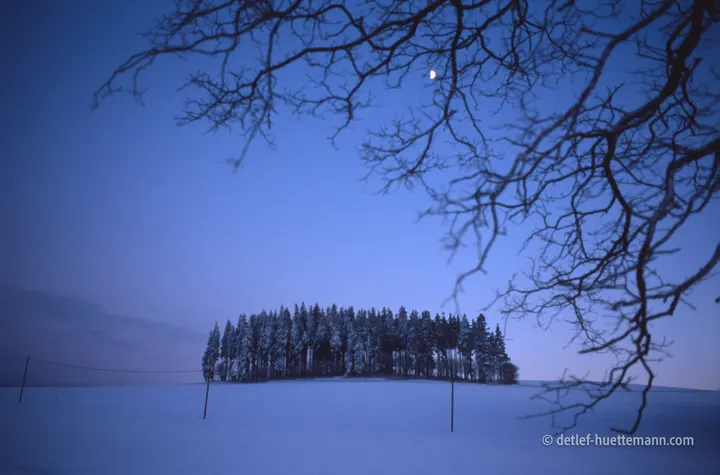 Waldinsel unter dem Mond in der blauen Stunde