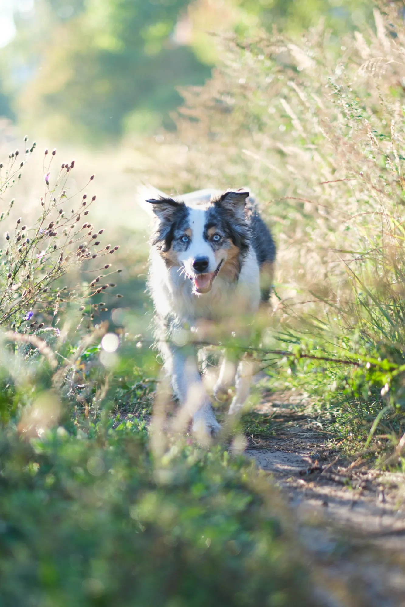 Ein Hund läuft auf einem schmalen Pfad zwischen hohen Gräsern, das Gesicht scharf