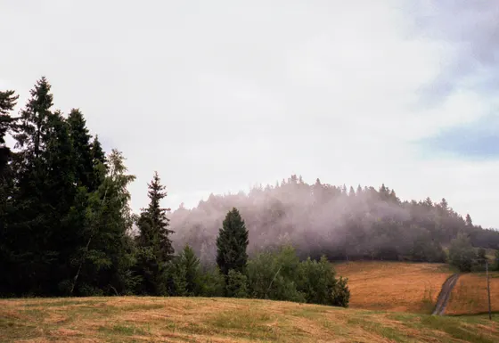 Nebel zieht über den Waldrücken (Olympus Mju II; Kodak Gold 200)