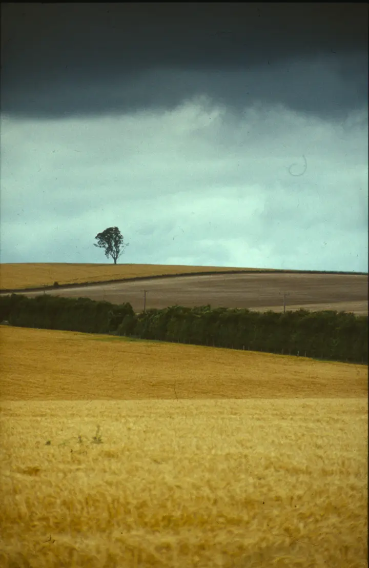 Einzelner Baum auf einem Hügel über gelben Gerstenfeldern unter dunklen Wolken, Dia aus England 1980