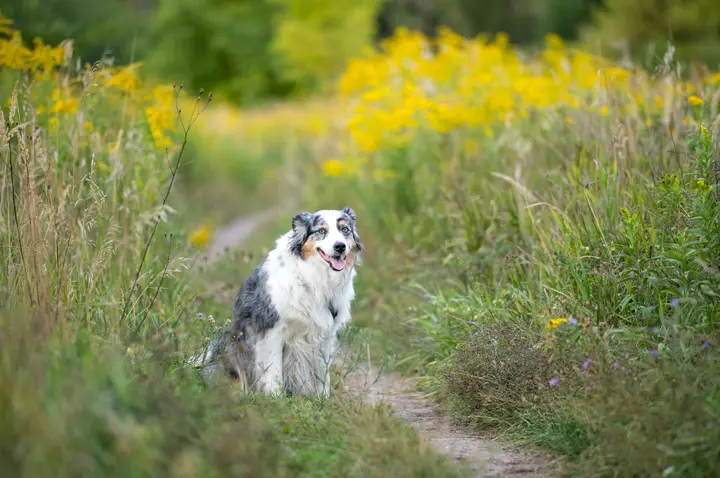 Australian Shepherd sitzt auf einem schmalen Wiesenpfad, im Hintergrund unscharf gelbe Goldrute