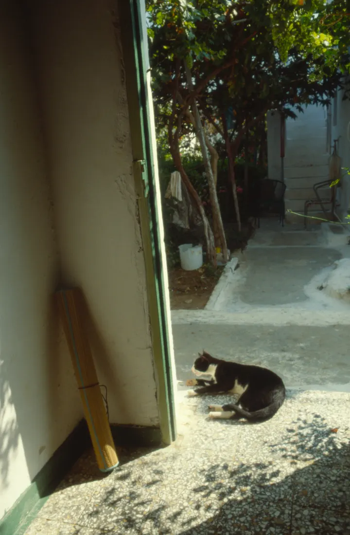 Katze vor der Tür, Amorgos