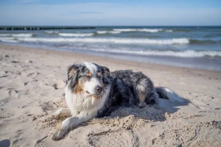 Australian Shepherd liegt im Sand am Ostseestrand