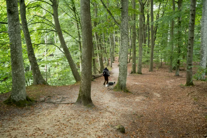 Waldweg zwischen Buchen, eine Wanderin mit Hund
