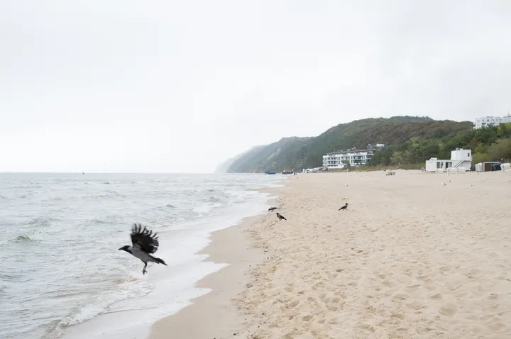 Krähe fliegt über den Strand von Międzyzdroje, dahinter Steilküste und Hotels