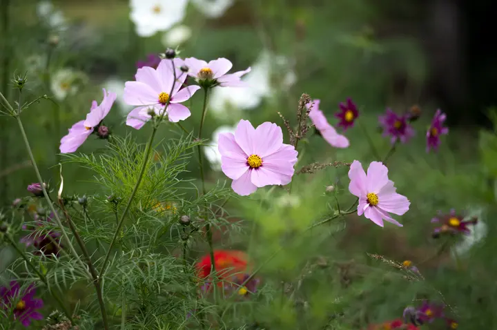 Rosa Cosmea vor grünem, unscharfem Hintergrund