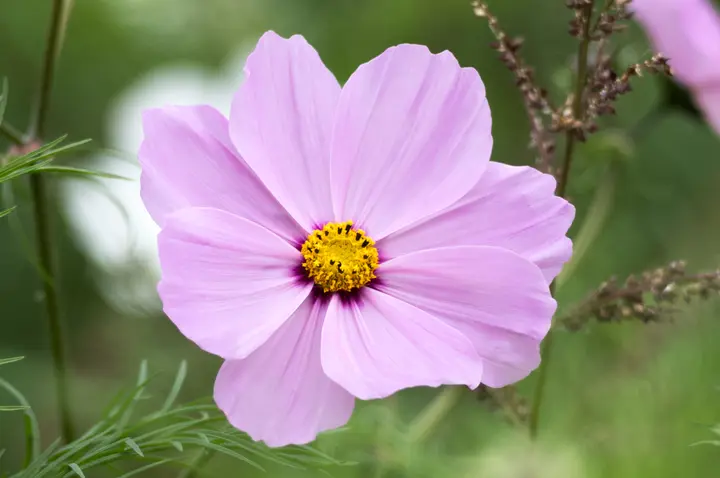Ausschnitt: einzelne rosa Blüte mit gelbem Blütenkorb, fein durchgezeichnete Staubgefäße
