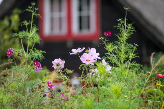 Blühendes Schmuckkörbchen vor der dunklen Holzwand der Hütte