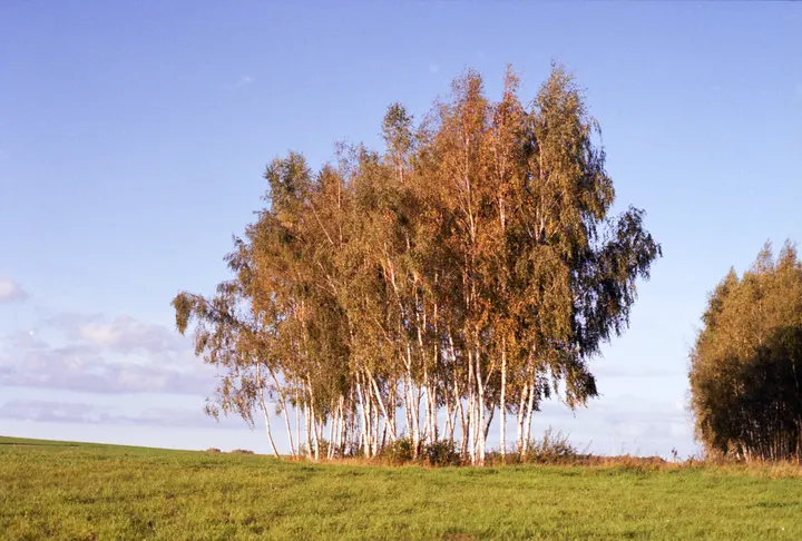 Birkengruppe im Licht der tiefstehenden Sonne vor blauem Himmel