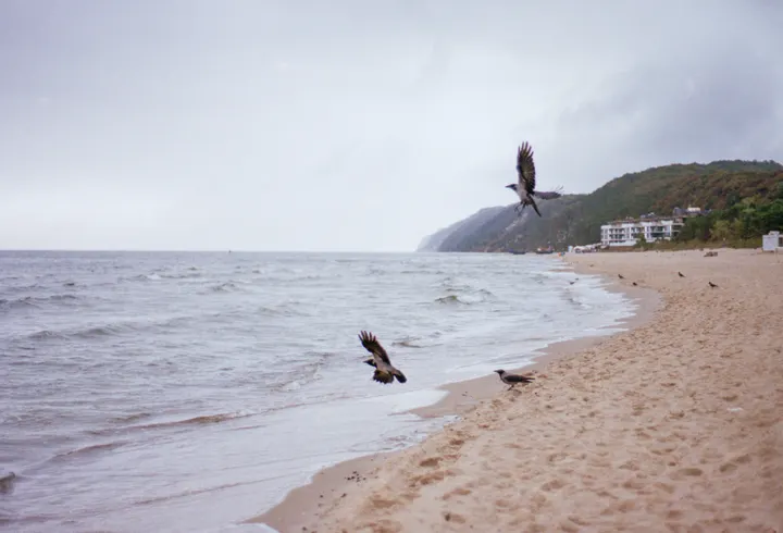 Nebelkrähen am Ostseestrand, im Hintergrund die Steilküste