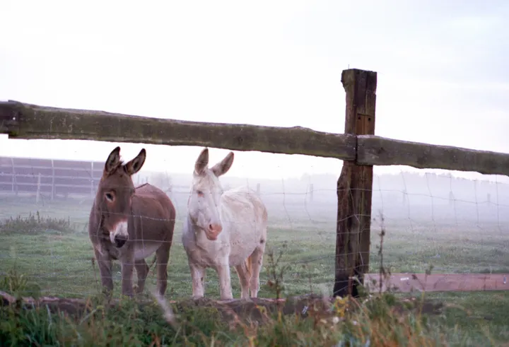 Zwei Esel an einem Holzzaun im Nebel