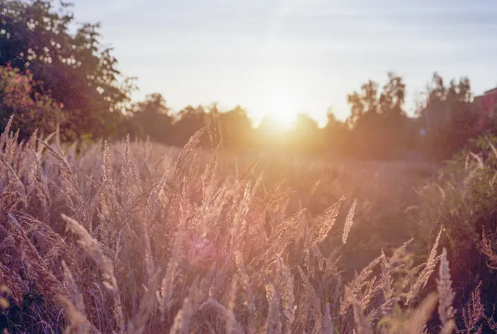 Gräser im Gegenlicht der tiefstehenden Sonne